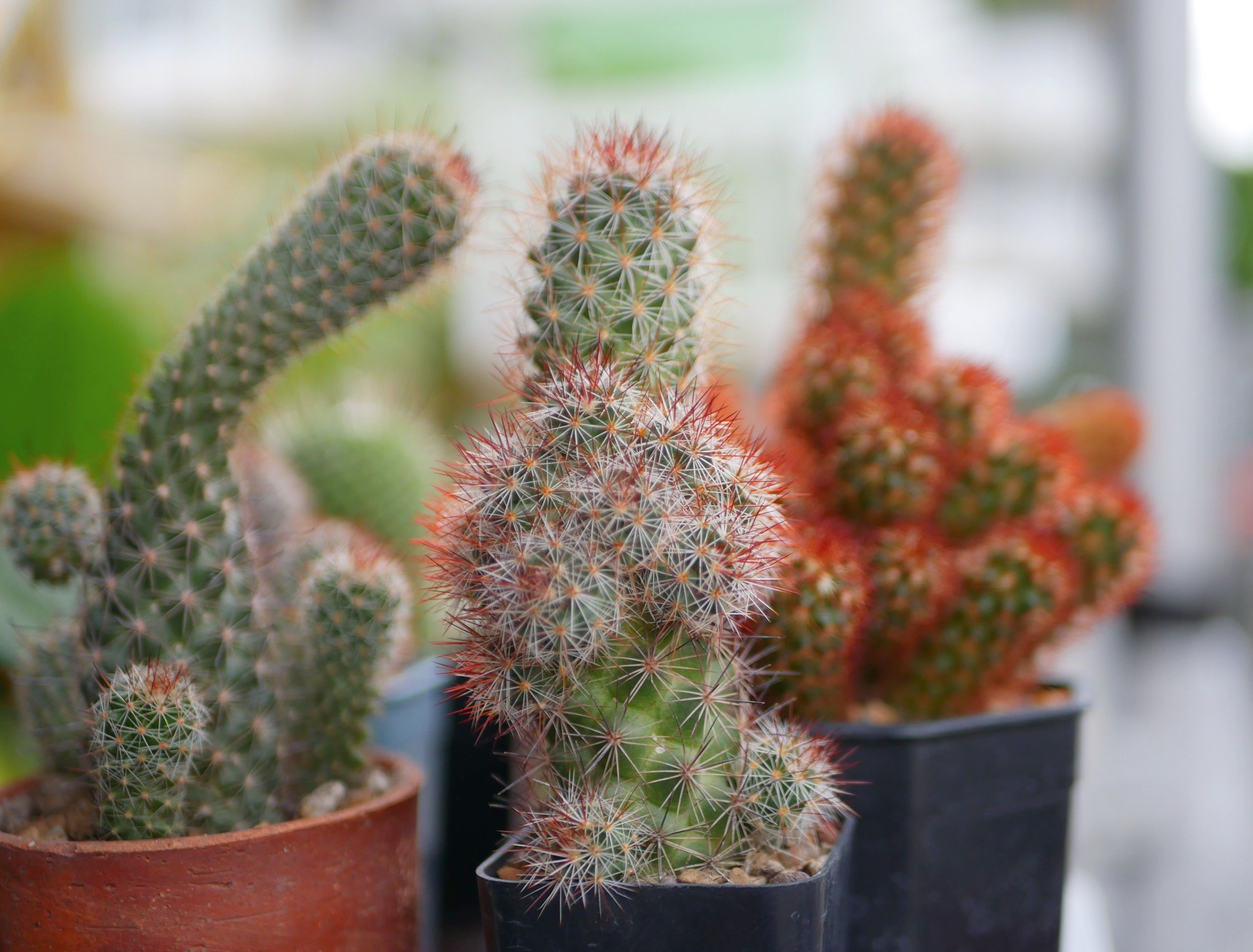 6 Types of Cacti You Can Grow at Home