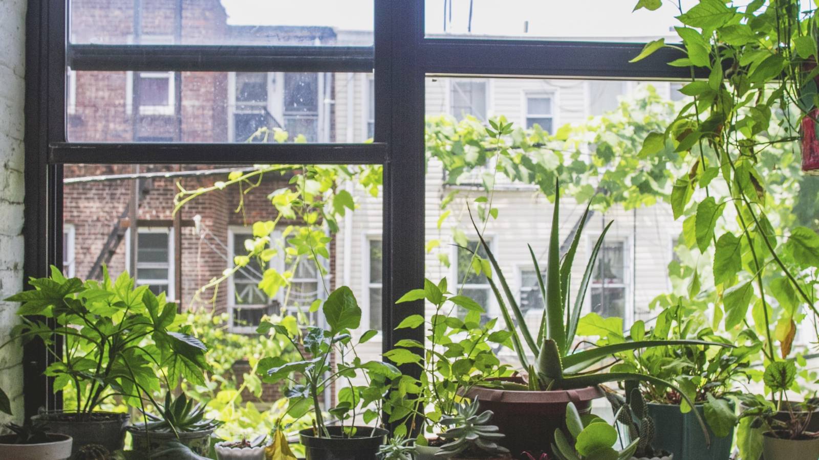 4 Lighting Tips To Keep Your Indoor Plants Thriving