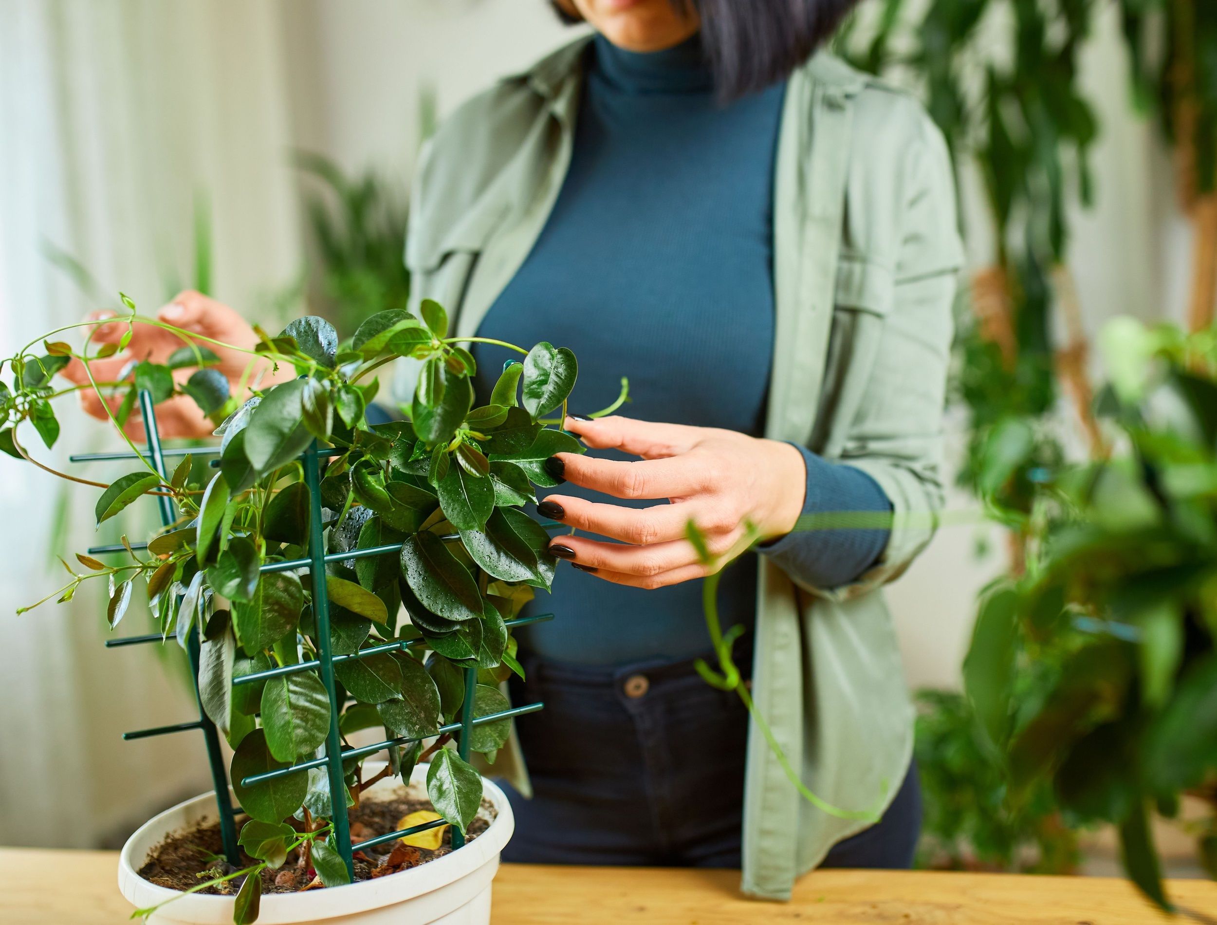 8 Tips For Caring For Mandevilla in Winter