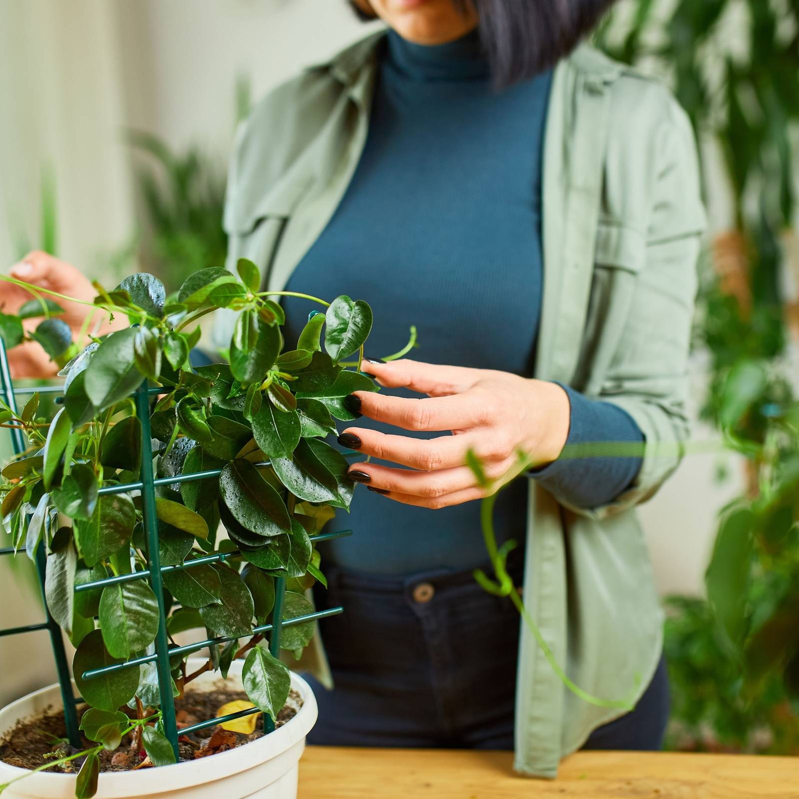 house plants for florida Philodendron 'Florida Green'