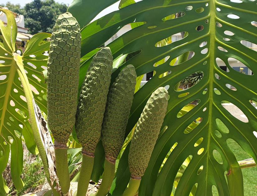 4 Benefits of Having a Monstera Plant in Your Home
