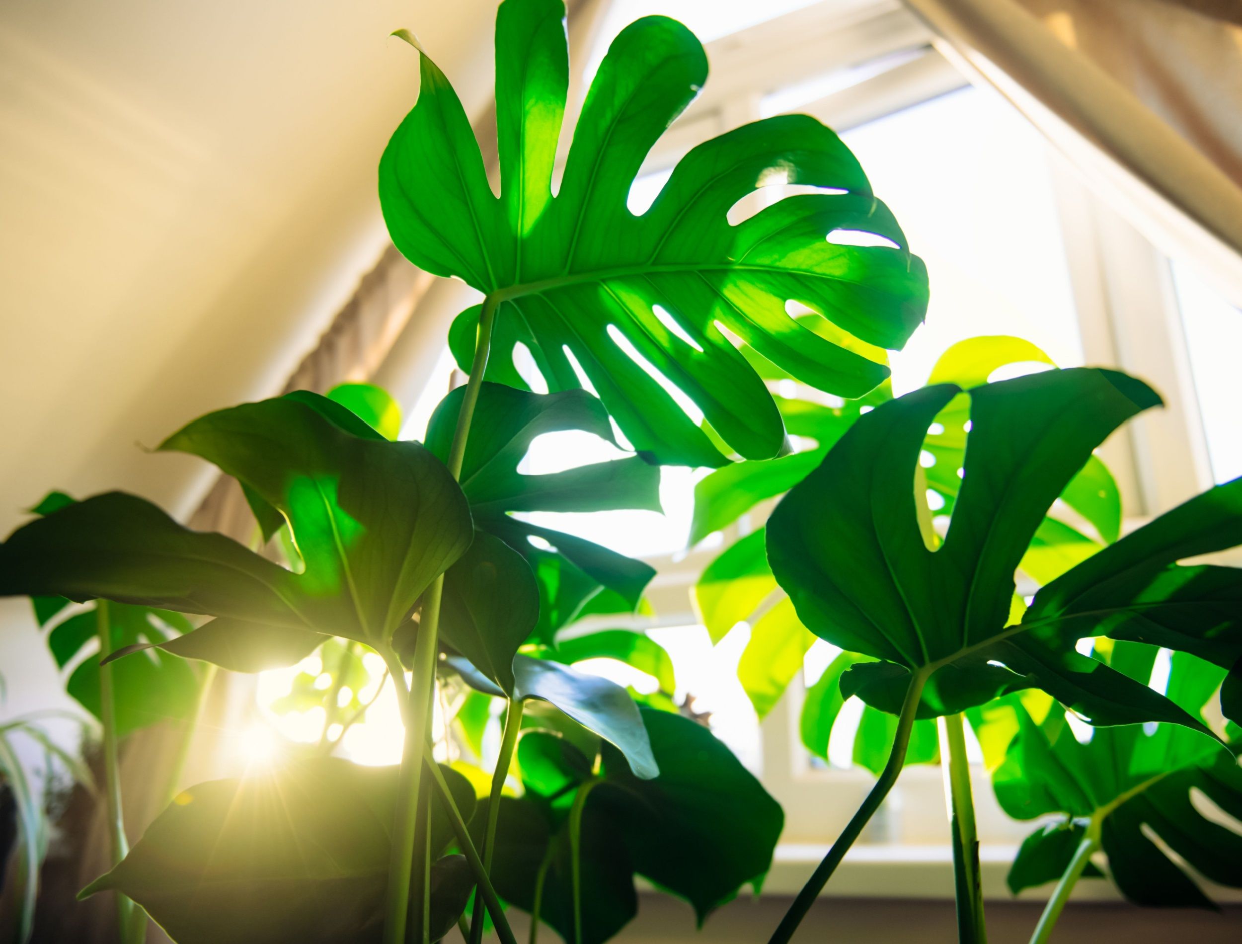 philodendron white princess pink Philodendron White princess Large starter plant **(ALL plants require you  to purchase ANY 2 plants!)** main image 1