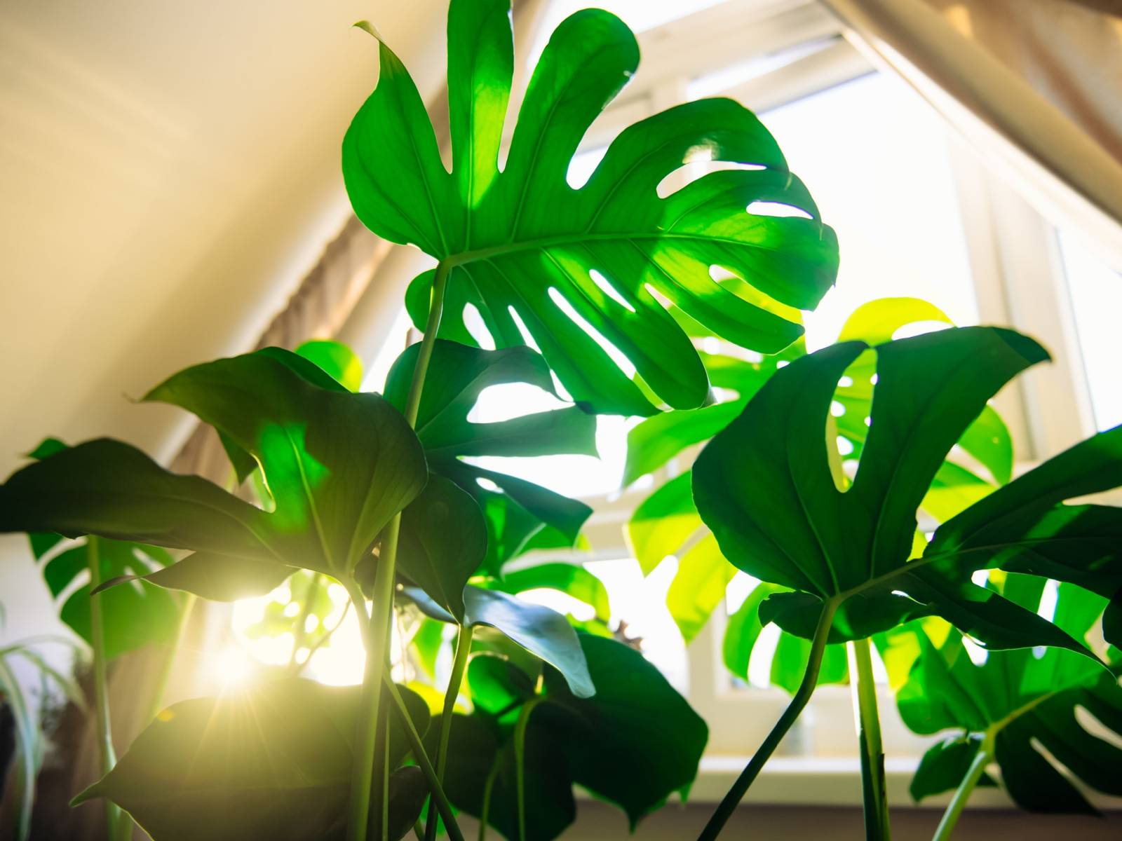 monstera gestreift Monstera Deliciosa Variegata – Foliage Dreams