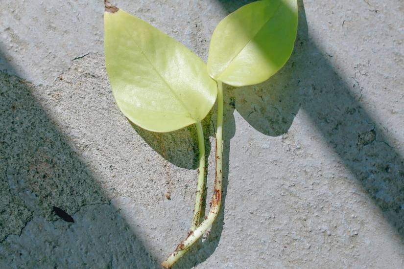 9 Signs of Overwatering Your Pothos