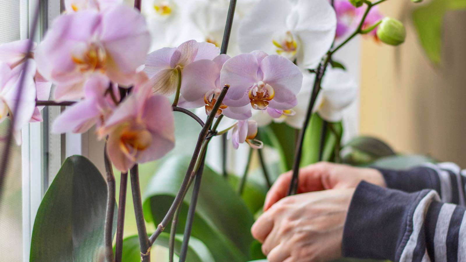 5 Stunning Orchid Varieties For Your Home