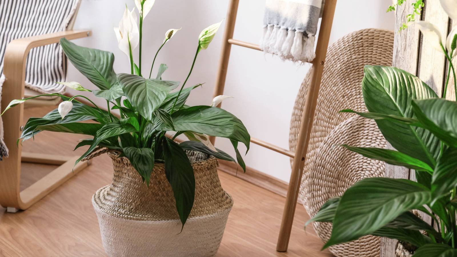 6 Best Plants For Your Living Room, image size:1600x900