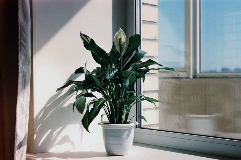 4 Reasons Your Peace Lily Is Not Flowering