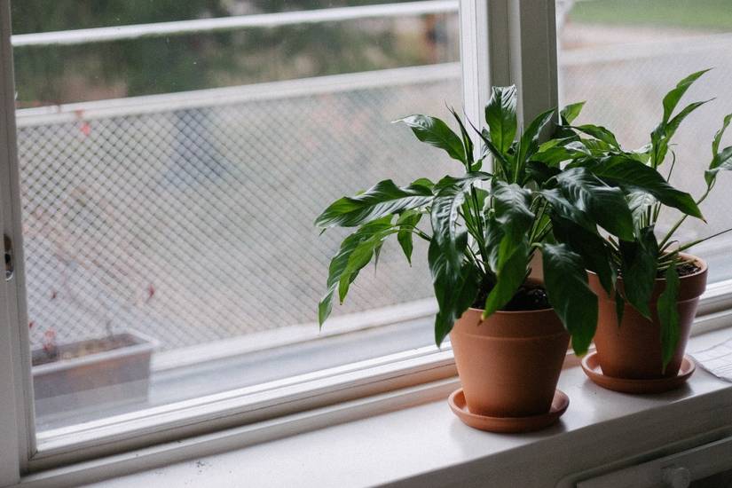 4 Reasons Your Peace Lily Is Not Flowering