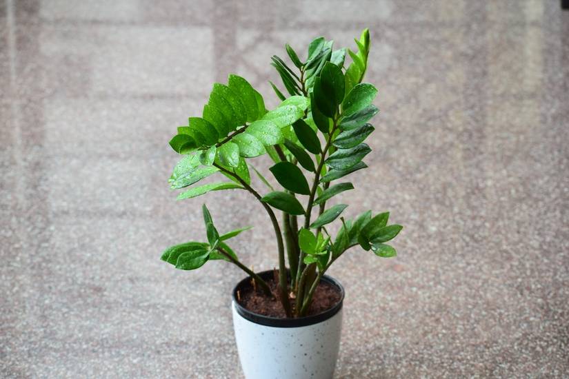 5 Benefits of Having a ZZ Plant in Your Home