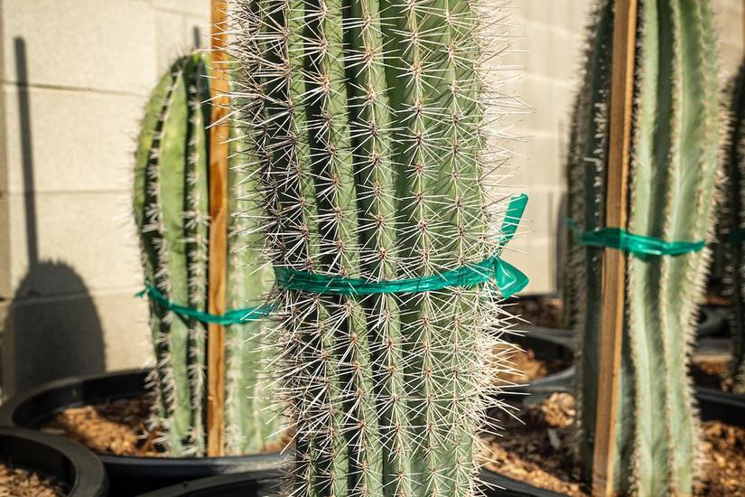 6 Types of Cacti You Can Grow at Home
