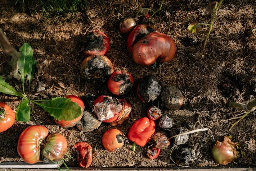 7 Reasons To Grow Your Own Vegetables