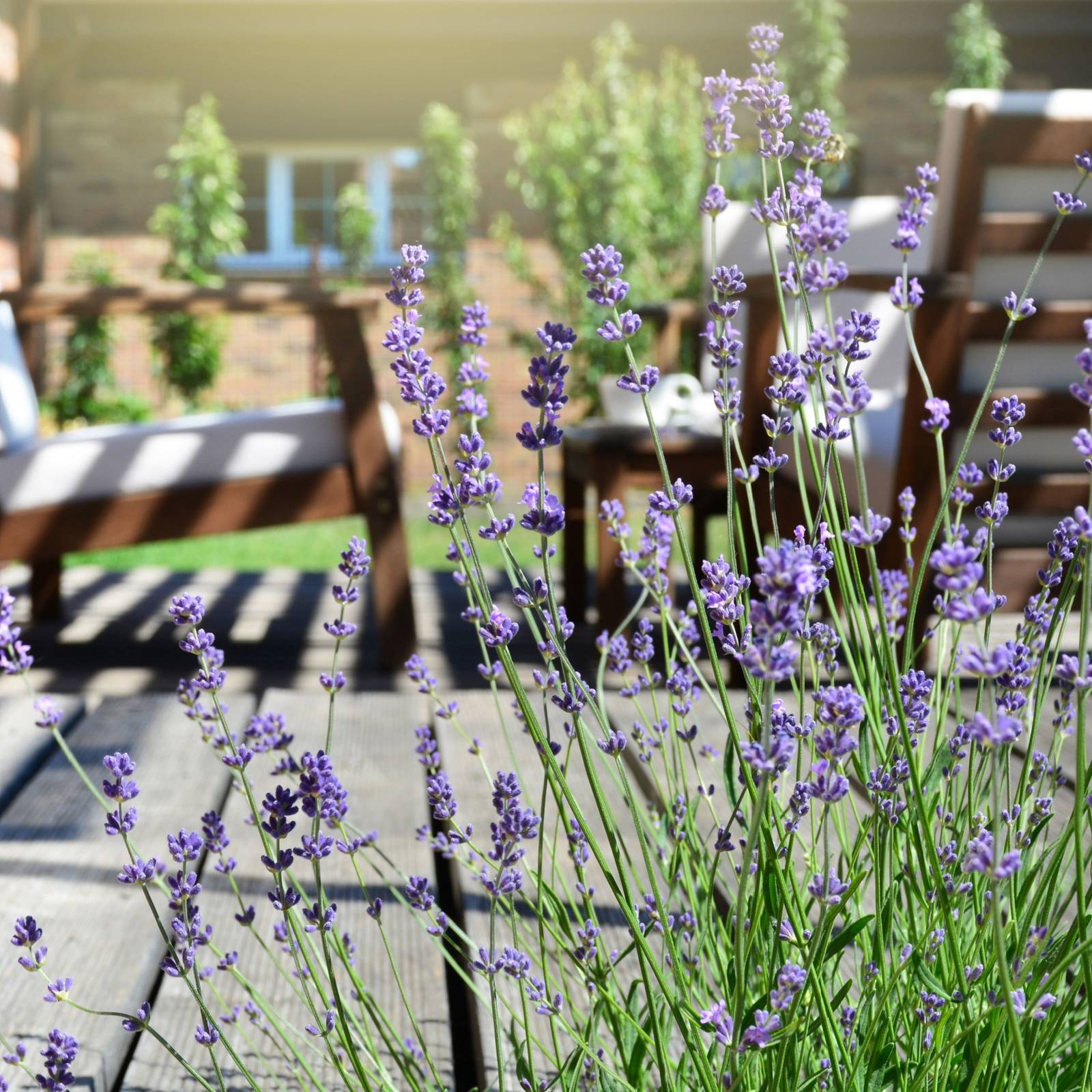 8 Stunning Lavender Varieties To Grow in Your Garden