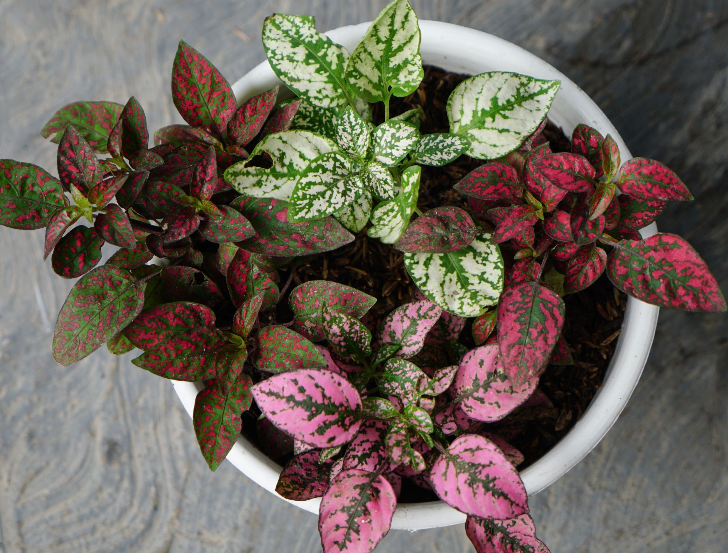 4 Best Polka Dot Plant Varieties For Your Home