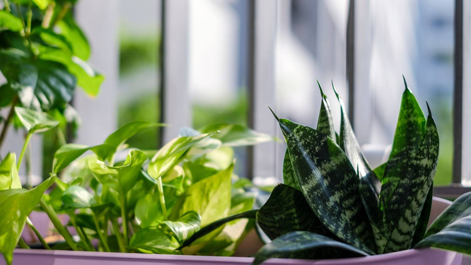 6 Houseplants To Plant With Pothos
