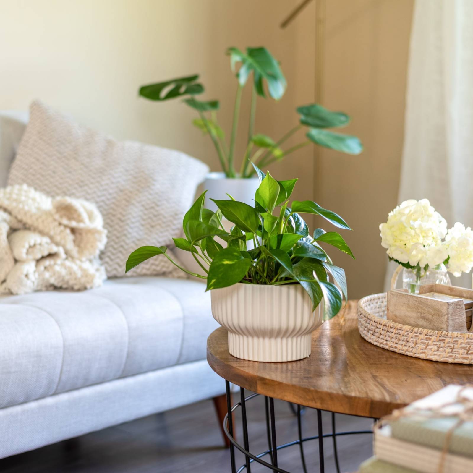 pothos plant in decorative pot coffee table styling