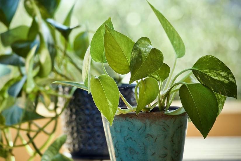 9 Signs of Overwatering Your Pothos