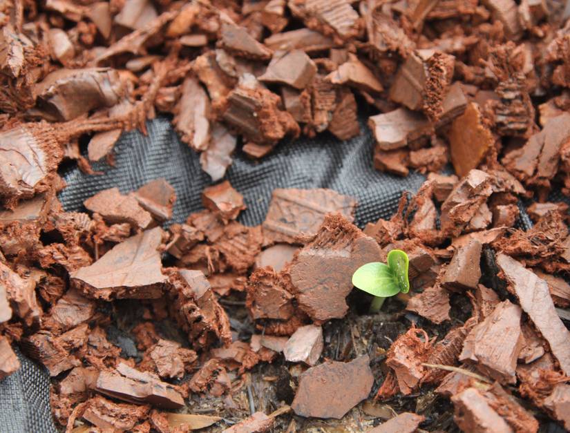 Squash Sprout Emerging from a Black Tarp with Red Rubber Mulch