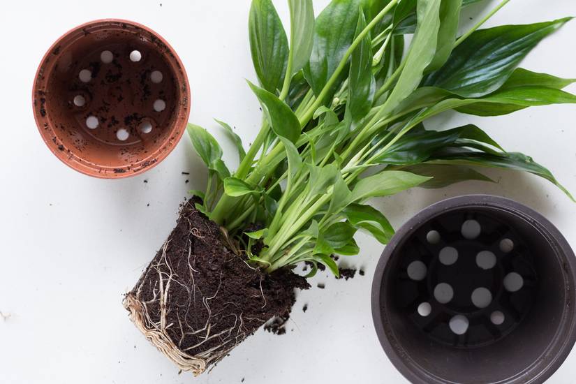 How To Repot Your Peace Lily