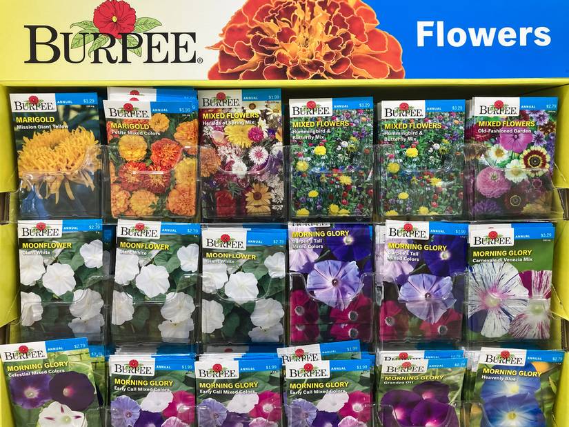 pincushion flower seeds Scabiosa Ping Pong Seeds main image 0
