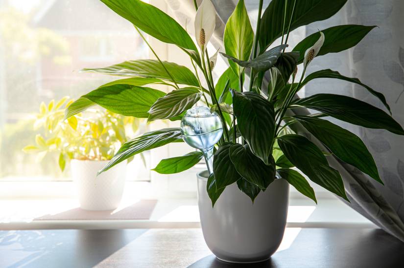 blue white lily 25 WHITE LILY of the NILE Agapanthus Orientalis African Lily Flower Se –  Seedville USA