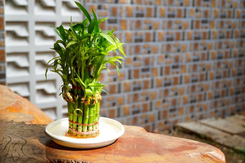 10 Charming Terrarium Plants Perfect For Beginners