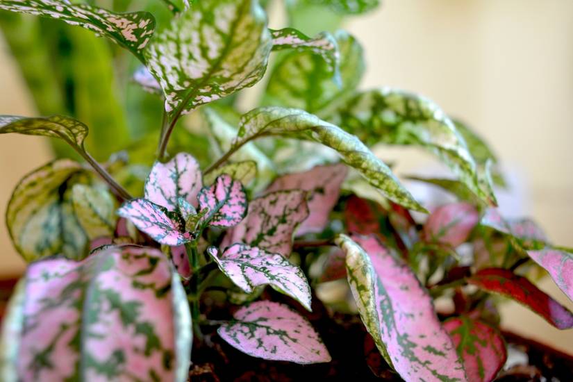pothos silver satin Silver Satin Pothos main image 0