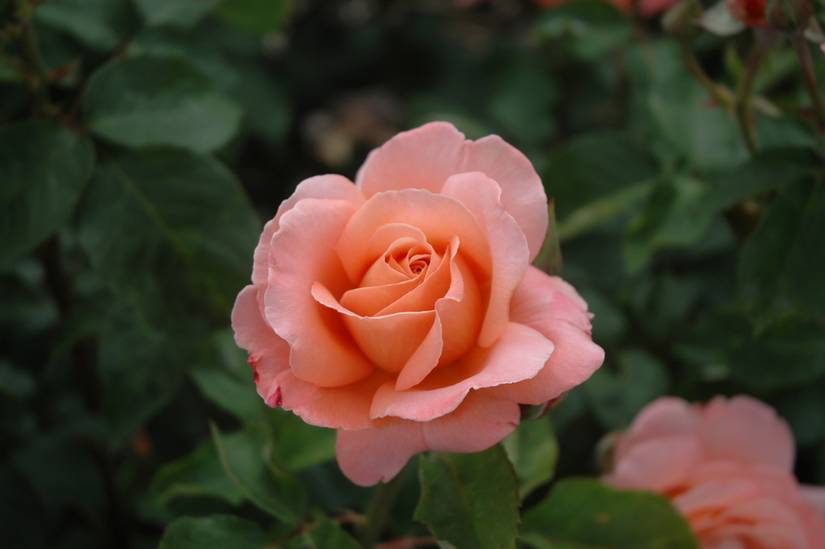 How Do Roses Look 11 Types of Roses To Grow in Your Garden