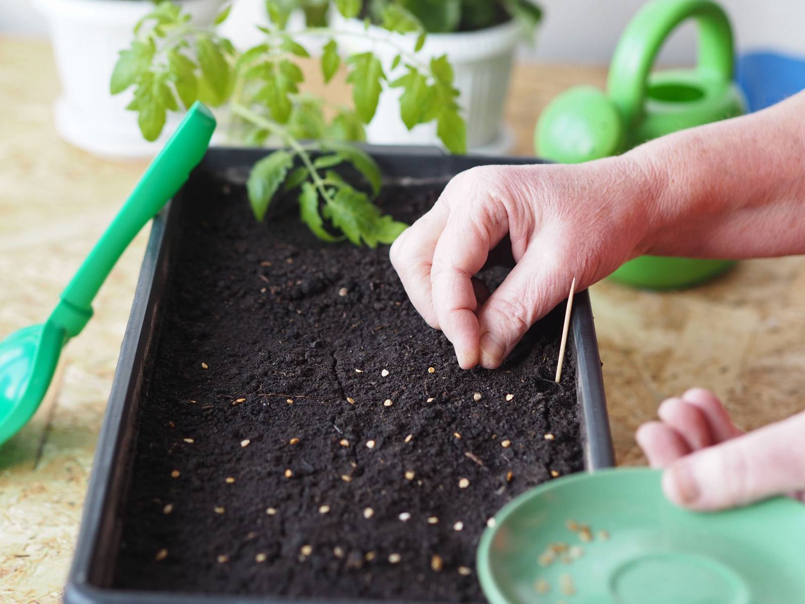 How To Grow Tomatoes Indoors