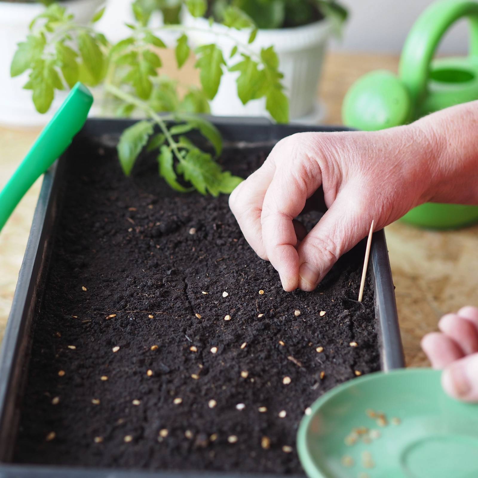 planting pepper seeds Super Hot Pepper Seed Grow Kit main image 0