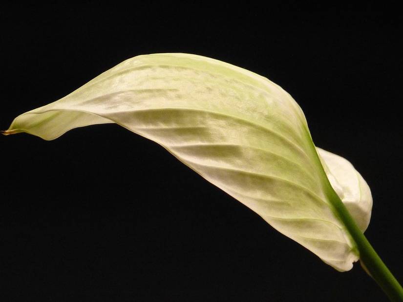 best artificial snake plant UV Treated Outdoor Fake Potted Sansevieria Snake Plant