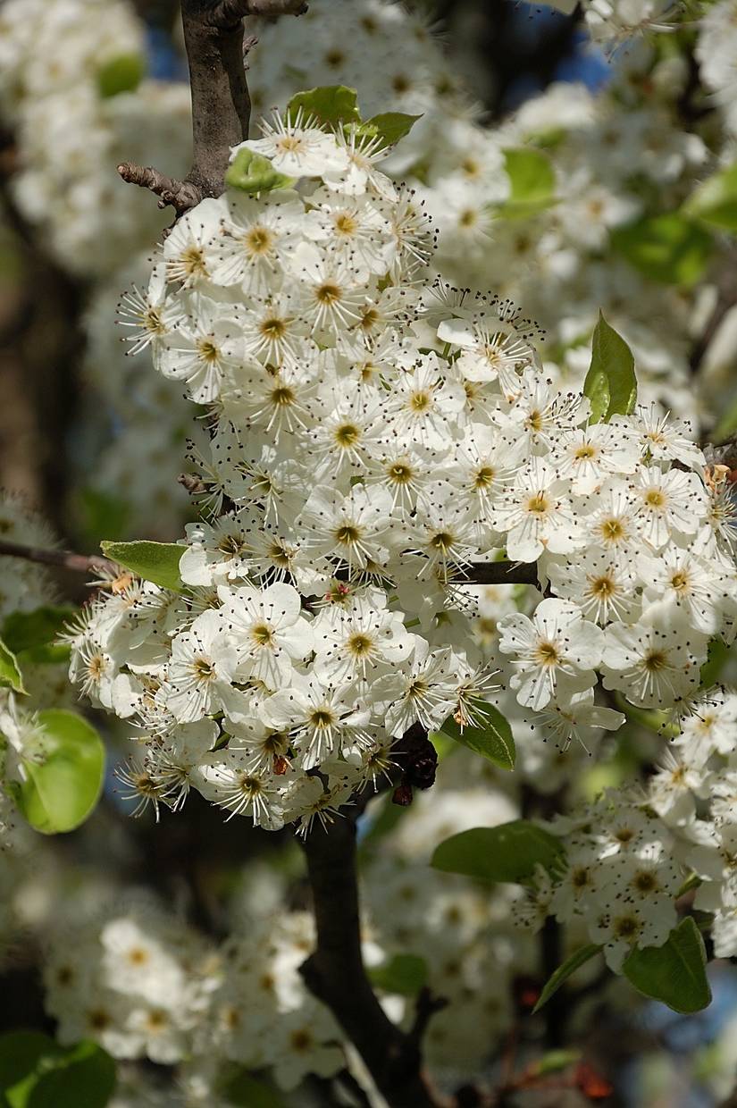 7 Invasive Trees To Avoid Planting in Your Yard