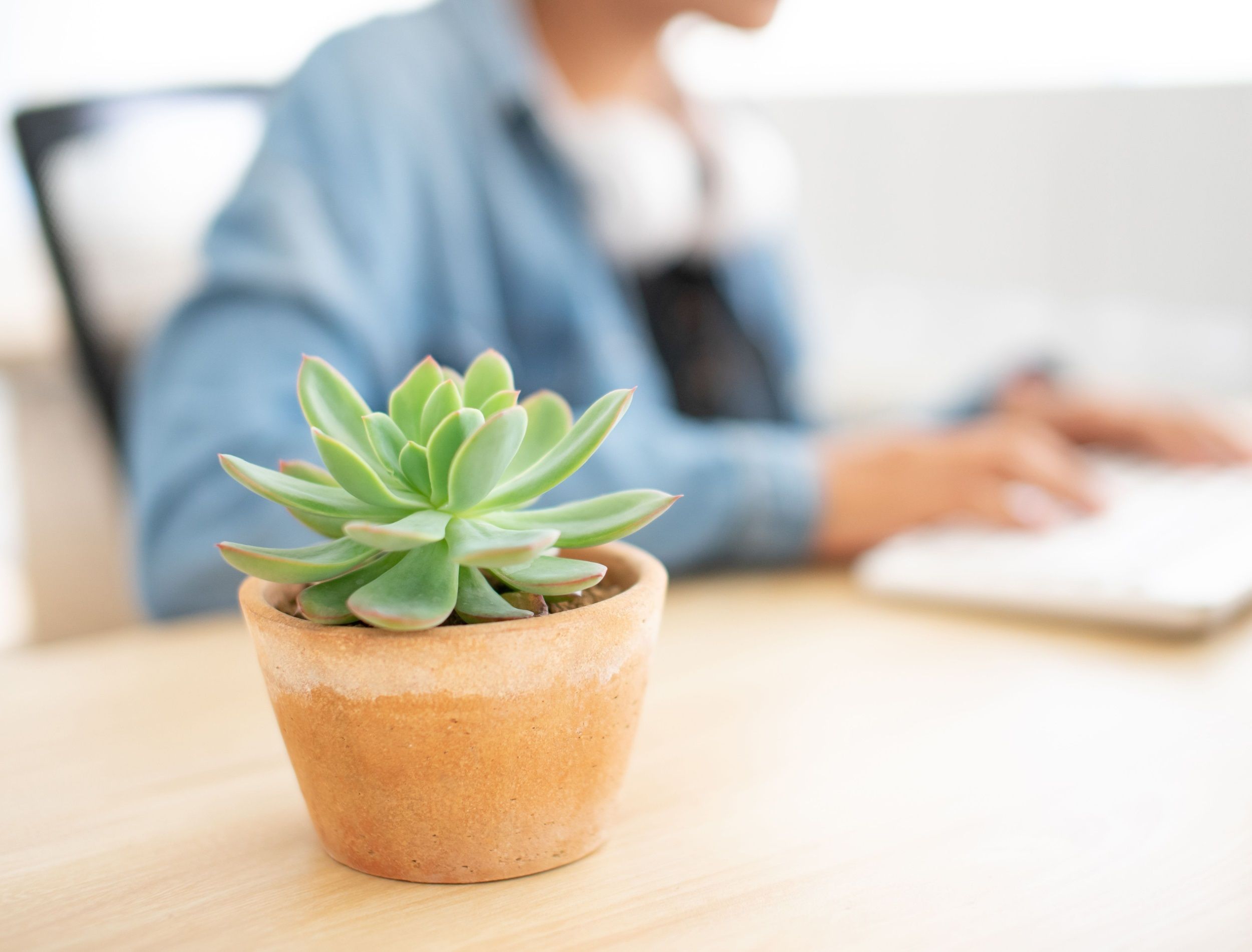 4 Best Succulents For Your Office