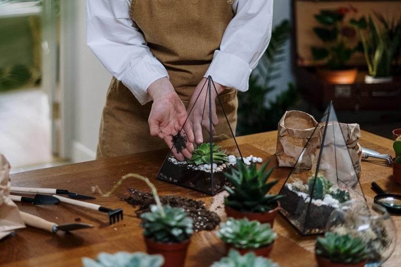 How to Make Your Own Terrarium