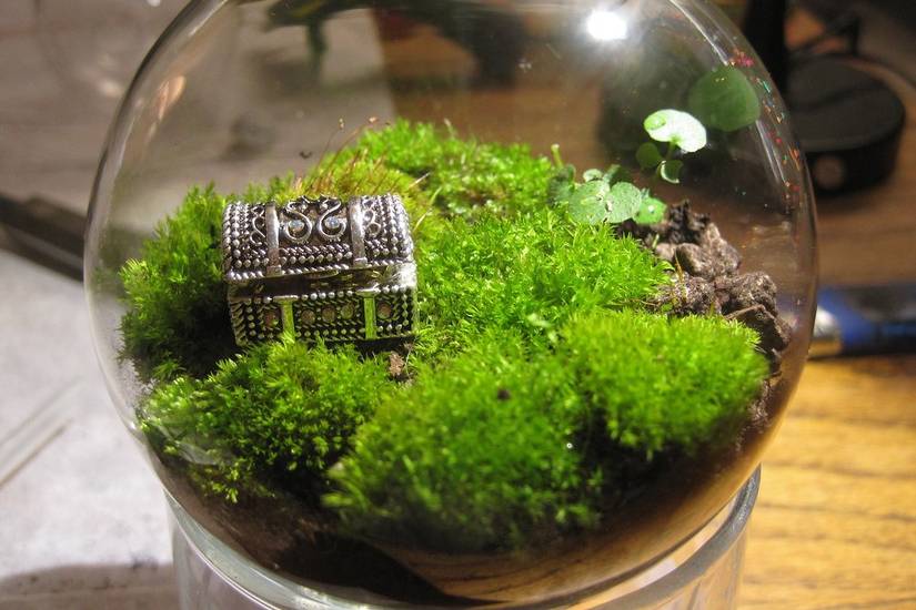 How to Make Your Own Terrarium
