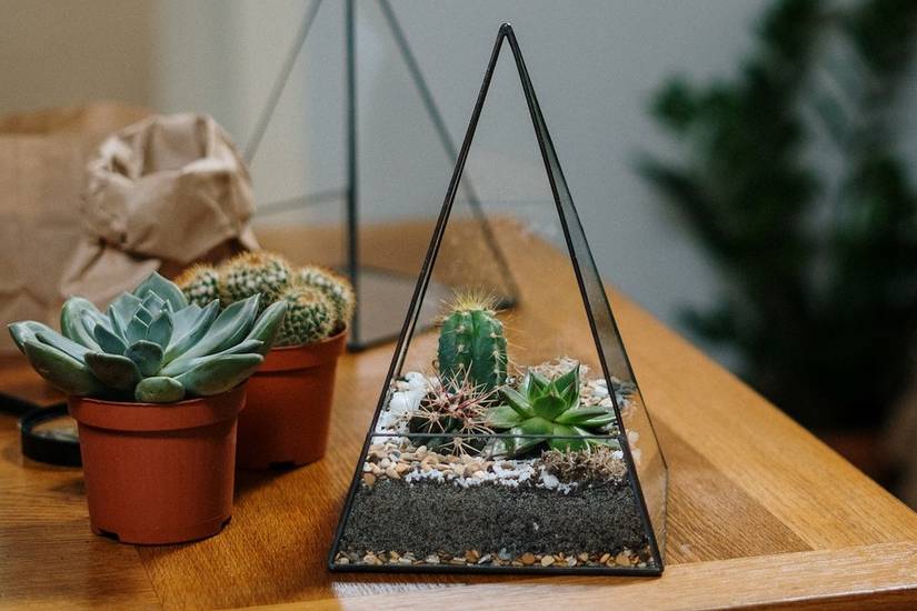 How to Make Your Own Terrarium