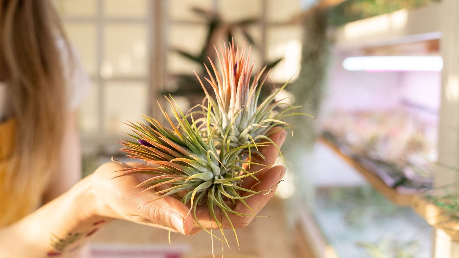 4 Plants That Naturally Reduce Indoor Humidity