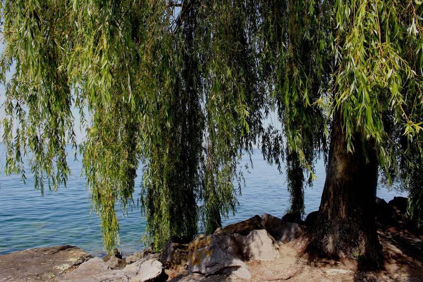 7 Invasive Trees To Avoid Planting in Your Yard