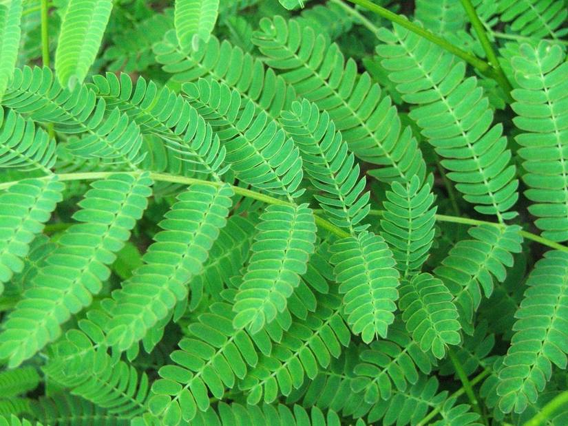 5 Hardy Ferns for your Garden
