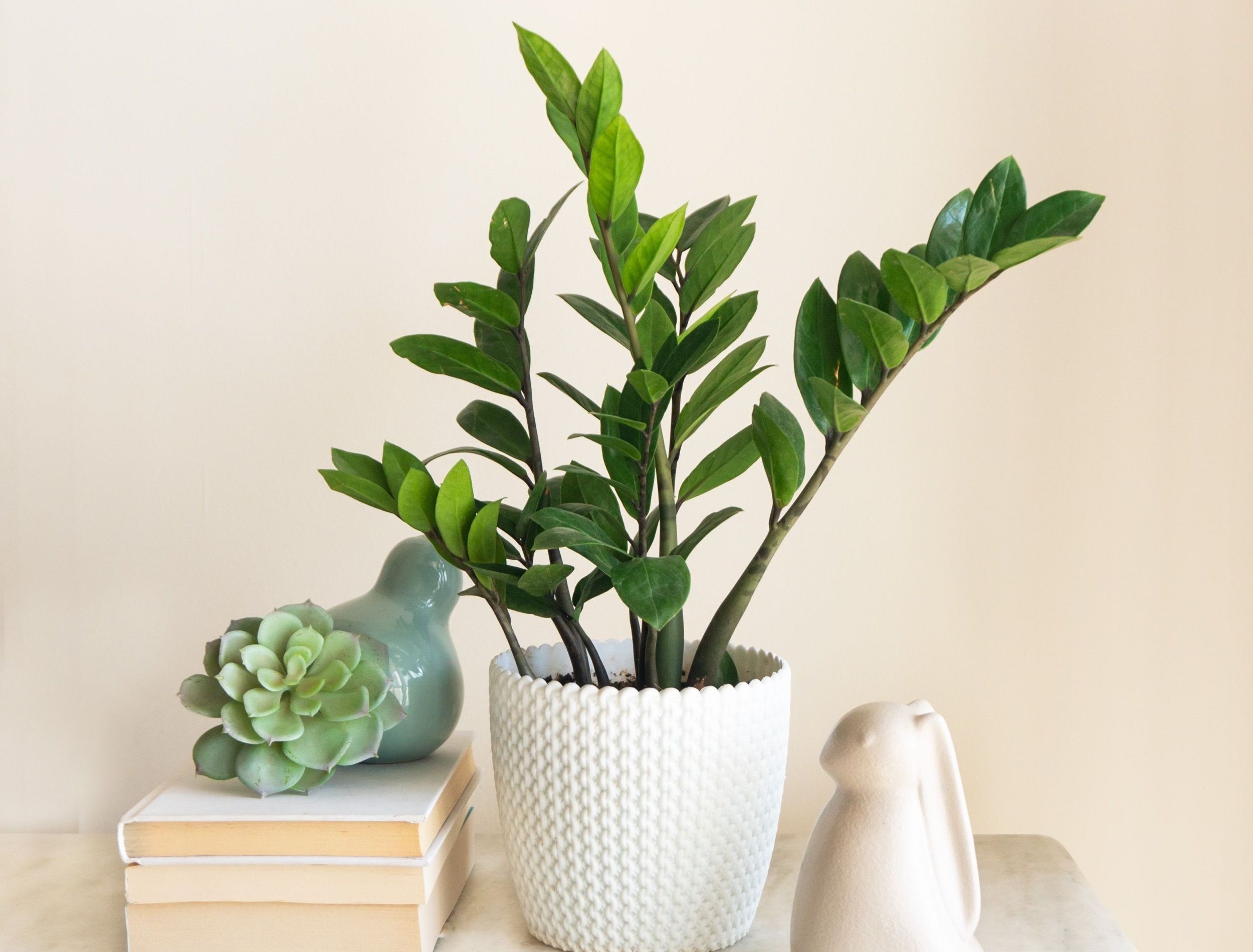 5 Benefits of Having a ZZ Plant in Your Home