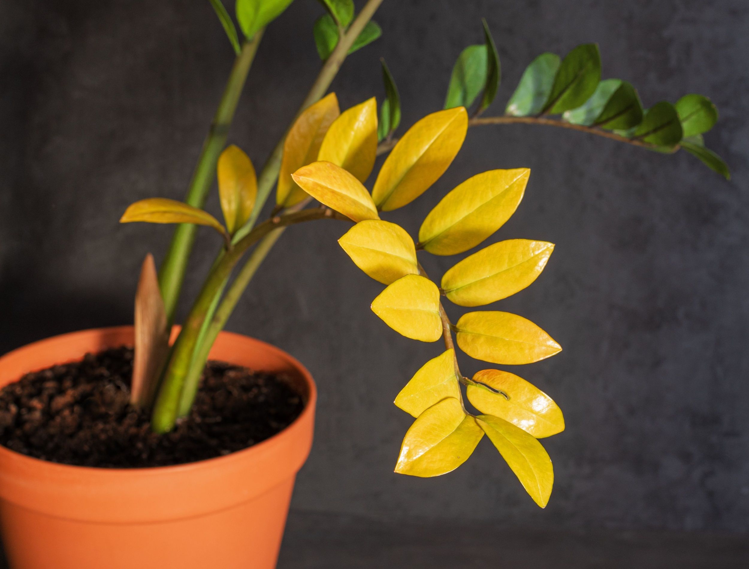 5 Reasons Your ZZ Plant Leaves Are Turning Yellow