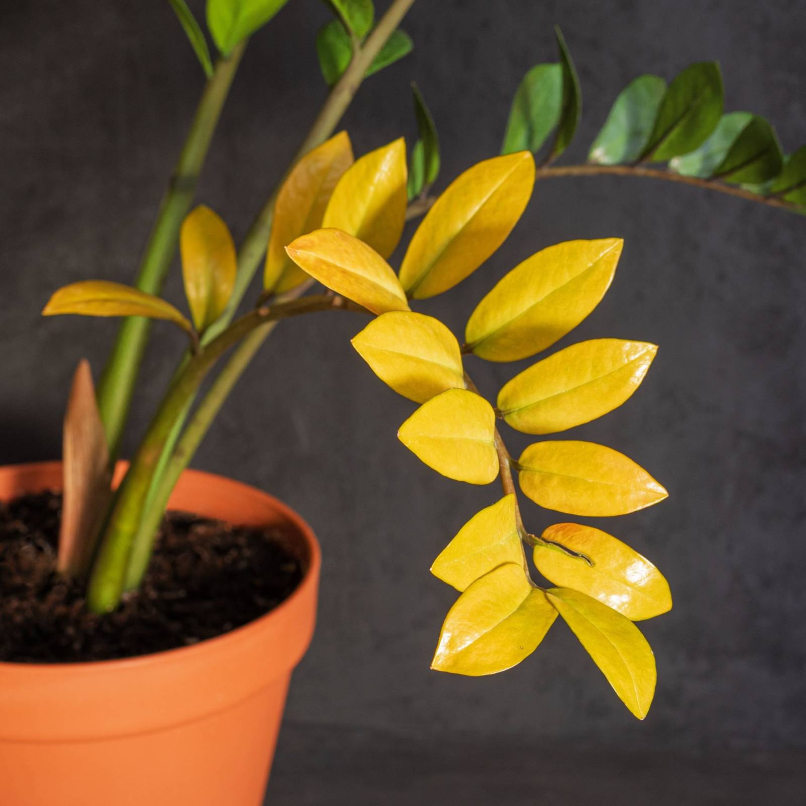 mullein plant seeds Great Mullein – Truelove Seeds main image 1
