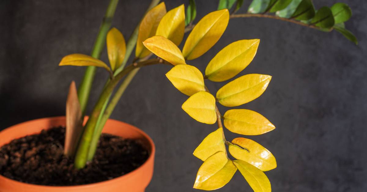 buy online snake plant Buy Sansevieria Green, Snake Plant online at best price main image 0