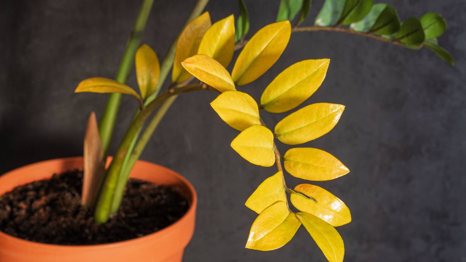 glass plant pots for orchids light purple orchids with glass pot. – Fragrance Plants and Flowers
