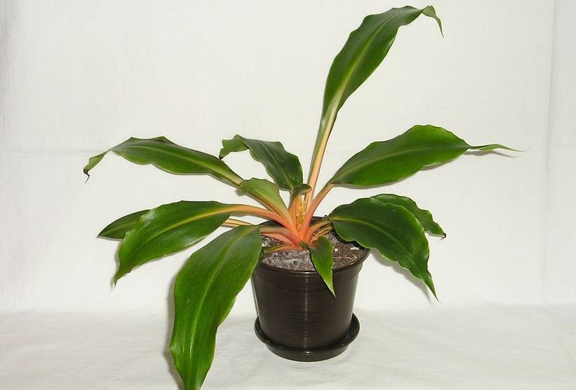 6 Types of Spider Plants For Your Home Garden
