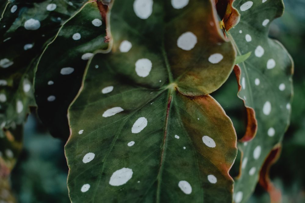 5 Beautiful Begonia Varieties For Your Garden