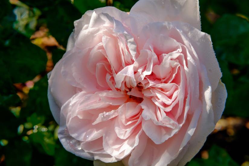 7 Thornless Roses to Grow in Your Garden