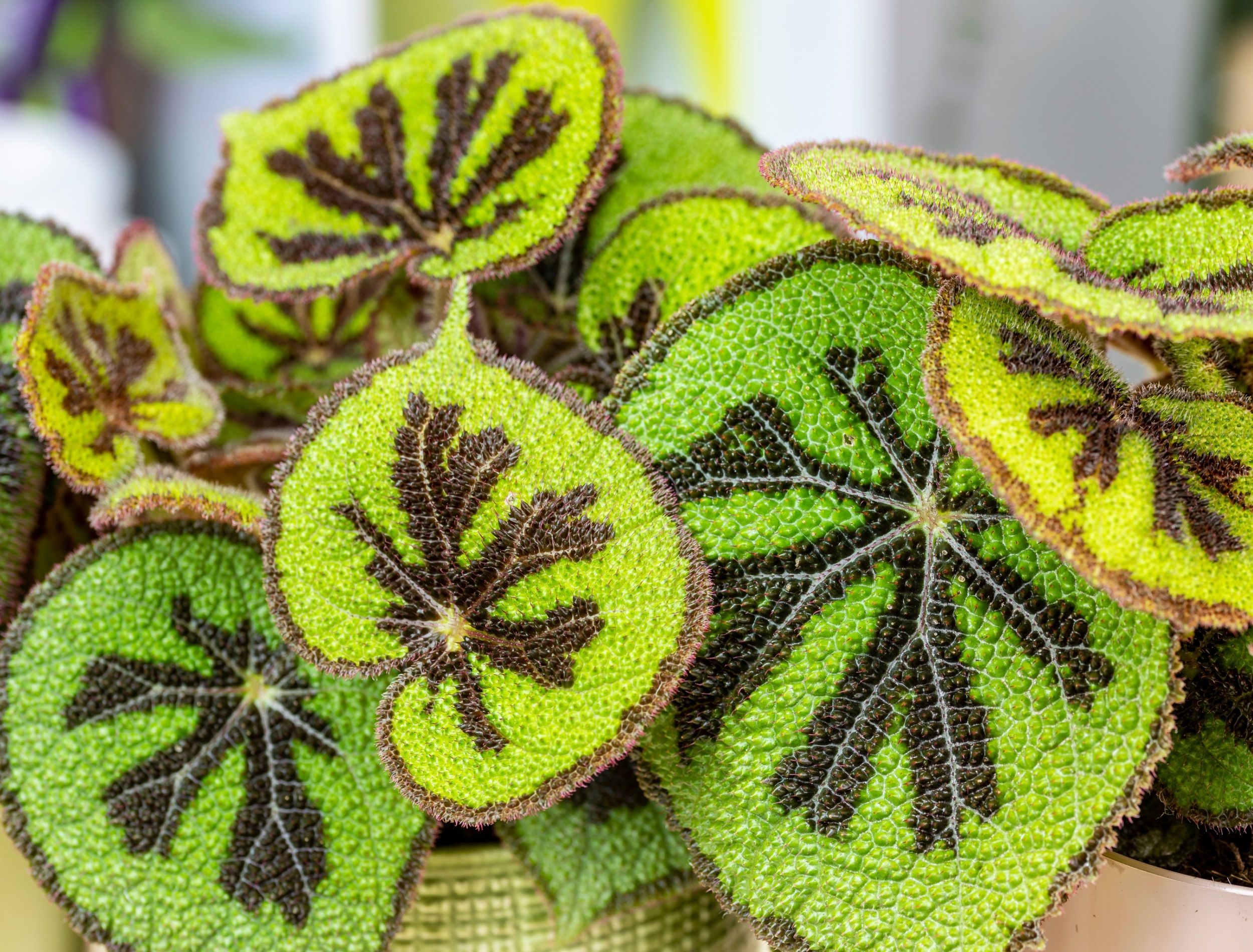 6 Beautiful Houseplants With Velvety Leaves, image size:2500x1900