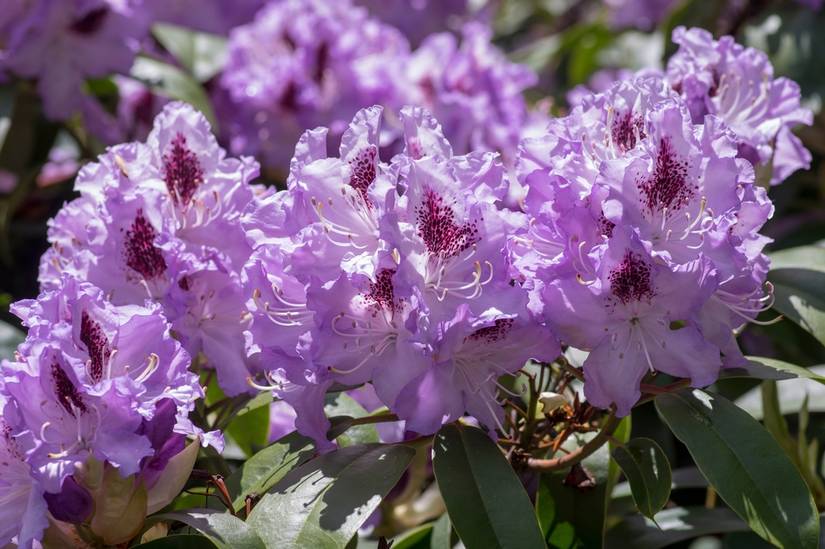 9 Types of Rhododendron for Your Landscape
