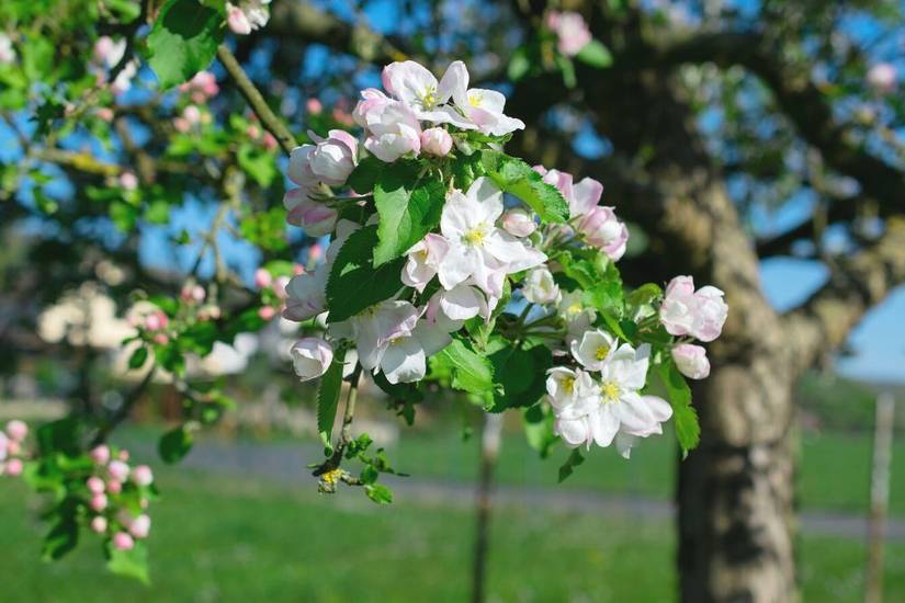 7 Types of Flowering Trees to Beautify Your Landscape