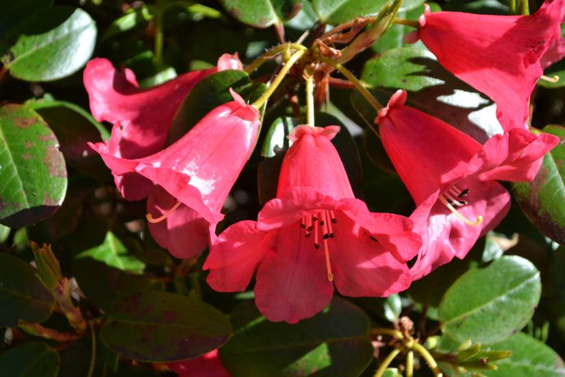 9 Types of Rhododendron for Your Landscape